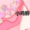 小雞孵化器價格（小雞孵化器）