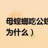 母螳螂吃公螳螂是習俗嗎（母螳螂吃公螳螂是為什么）