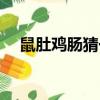 鼠肚雞腸猜一生肖（鼠肚雞腸猜一生肖）