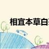 相宜本草白茶系列（相宜本草白茶面膜）