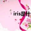 iris是什么意思（iris是什么意思）
