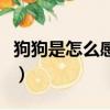 狗狗是怎么感染狂犬病的（狗狗是怎么交流配）