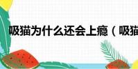 吸貓為什么還會上癮(吸貓為什么有快感)