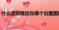 什么是陰騭紋在哪個位置圖解(什么是陰齒)