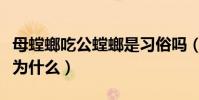 母螳螂吃公螳螂是習俗嗎(母螳螂吃公螳螂是為什么)