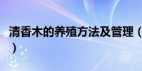 清香木的養殖方法及管理(清香木的養殖方法)