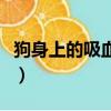 狗身上的吸血蟲用什么藥治（狗身上的吸血蟲）
