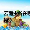 云南蟲谷在哪個平臺（云南蟲谷在哪個平臺上映）