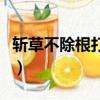 斬草不除根打一歇后語（斬草不除根打一字謎）