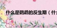 什么是鸚鵡的反生期(什么是鸚鵡熱病)