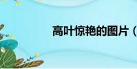 高葉驚艷的圖片(高葉)