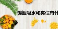 錦鯉吸水和夾住有什么區別?