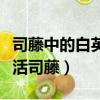 司藤中的白英是怎么復活的（白英為什么先復活司藤）