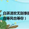 白茶清歡無別事我在等風也等你啥意思（白茶清歡無別事 我在等風也等你）