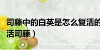 司藤中的白英是怎么復活的(白英為什么先復活司藤)