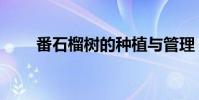 番石榴樹的種植與管理(番石榴樹)