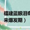 福建藍眼淚奇觀迎來爆發（福建藍眼淚奇觀迎來爆發期）