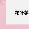 花葉芋品種大全圖片（花葉芋）