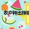 農戶種出辣椒味兒荔枝（農戶種出辣椒味荔枝）