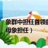 象群中擔任首領的一般是什么象（象群首領一般由公象還是母象擔任）