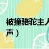 被撞駱駝主人發聲腦洞大開（被撞駱駝主人發聲）