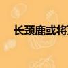 長頸鹿或將滅絕熱搜（長頸鹿或將滅絕）
