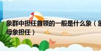 象群中擔任首領的一般是什么象(象群首領一般由公象還是母象擔任)
