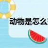 動物是怎么交流（動物是怎么交流配的）