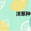 洋蔥種子種植方法（洋蔥種子）