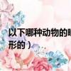 以下哪種動物的瞳孔是長方的（以下哪種動物的瞳孔是長方形的）