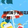 桃樹屬于先開花后長葉的樹嗎（桃樹屬于先開花后長葉的落葉樹）