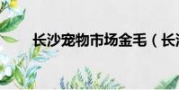 長沙寵物市場金毛(長沙寵物市場)