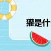 獾是什么動物（獾是什么動物）
