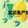 金龍魚產地是哪個國家（金龍魚產地）
