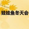 娃娃魚冬天會冬眠嘛（娃娃魚冬天會冬眠嗎）