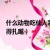 什么動物吃仙人掌都不覺得炸嘴（什么動物吃仙人掌都不覺得扎嘴）