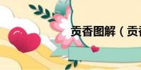 貢香圖解(貢香)