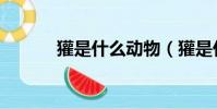 獾是什么動物(獾是什么動物)
