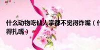 什么動物吃仙人掌都不覺得炸嘴(什么動物吃仙人掌都不覺得扎嘴)