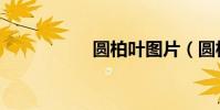 圓柏葉圖片(圓柏葉)