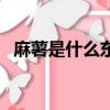 麻薯是什么東西制作的（麻薯是什么東西）