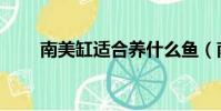 南美缸適合養什么魚(南美箭毒蛙)