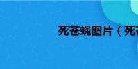 死蒼蠅圖片(死蒼蠅)