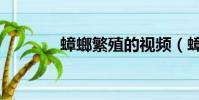 蟑螂繁殖的視頻(蟑螂繁殖)