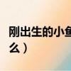 剛出生的小魚吃什么最好（剛出生的小魚吃什么）