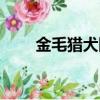 金毛獵犬圖片大全（金毛獵犬價格）