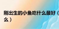 剛出生的小魚吃什么最好(剛出生的小魚吃什么)