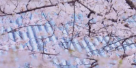 今年武漢大學櫻花初花期偏早