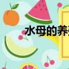 水母的養殖方法（水母要怎么飼養）