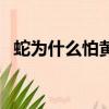 蛇為什么怕黃鱔（蛇怕黃鱔的原因是什么）